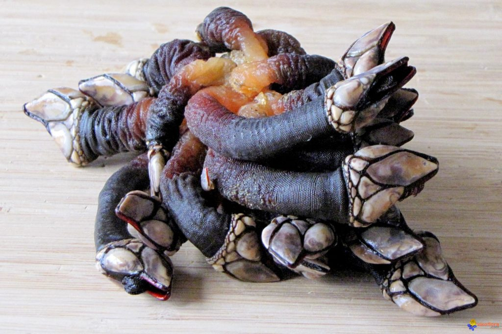 d-484149-pouce-pied-ou-pousse-pied-visoflora-93570-1024x682-1