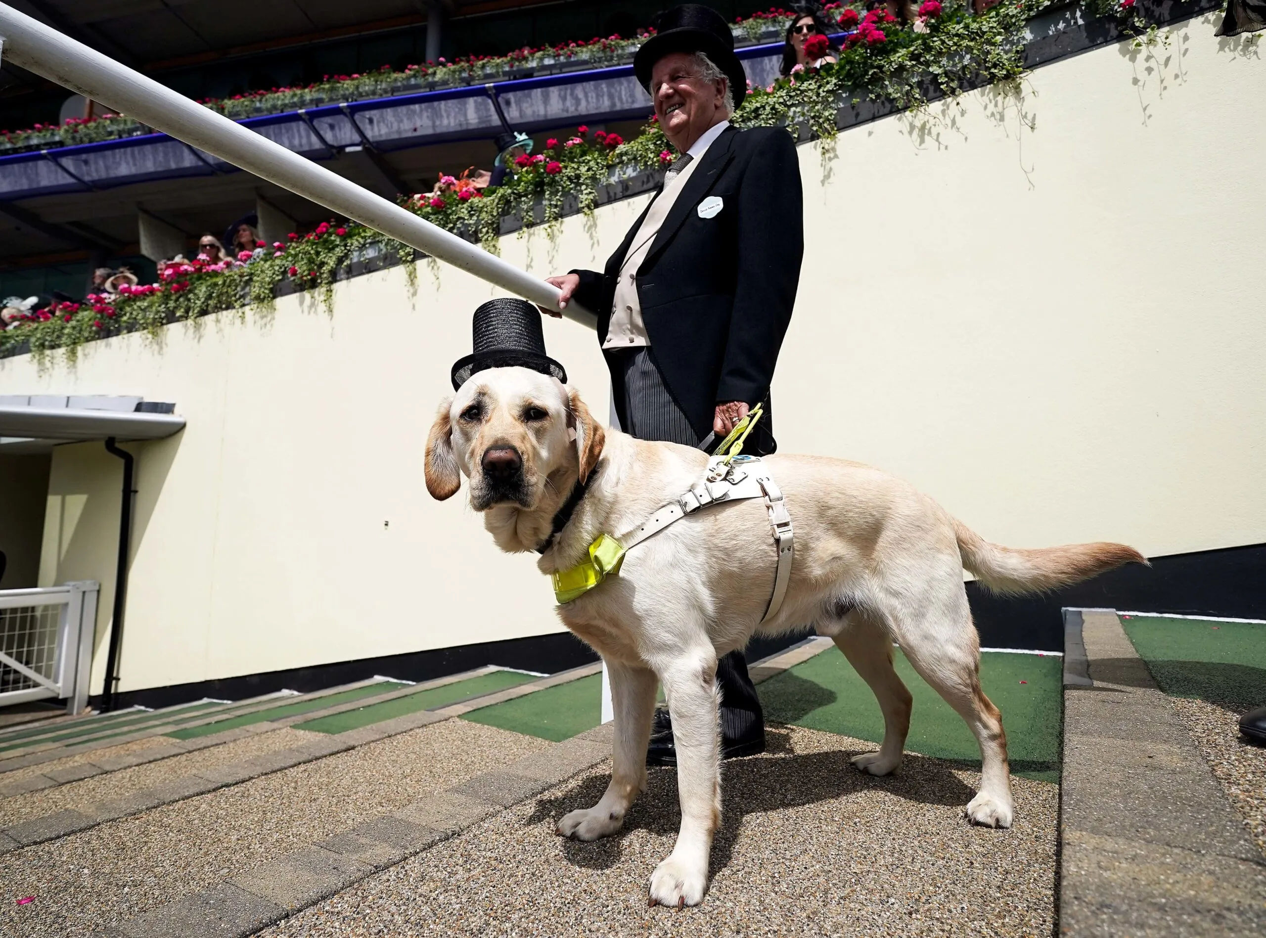 Un chien vendu pour 5 livres après avoir mangé des tickets pour la finale de la League Cup