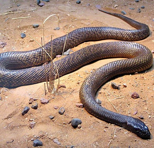 Taipan