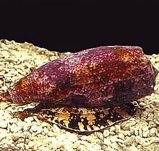 Conus-geographicus