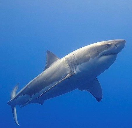 Grand-Requin-Blanc