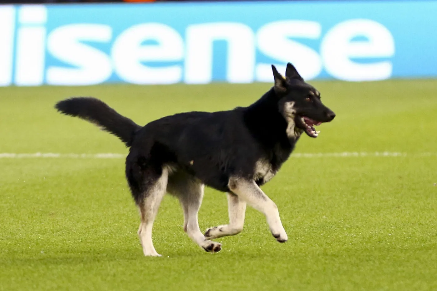 Un chien sème le désordre en plein match de San Lorenzo
