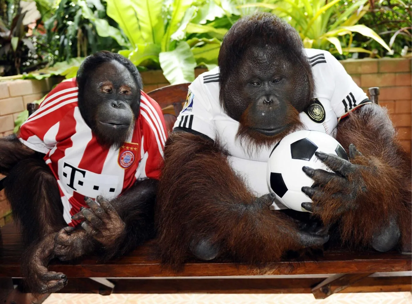 Un orang-outan pronostique les matchs de l’Allemagne à l’Euro