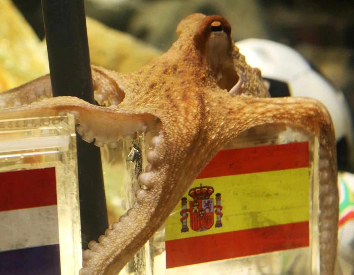 L’urne funéraire de Paul le poulpe exposée dans un musée