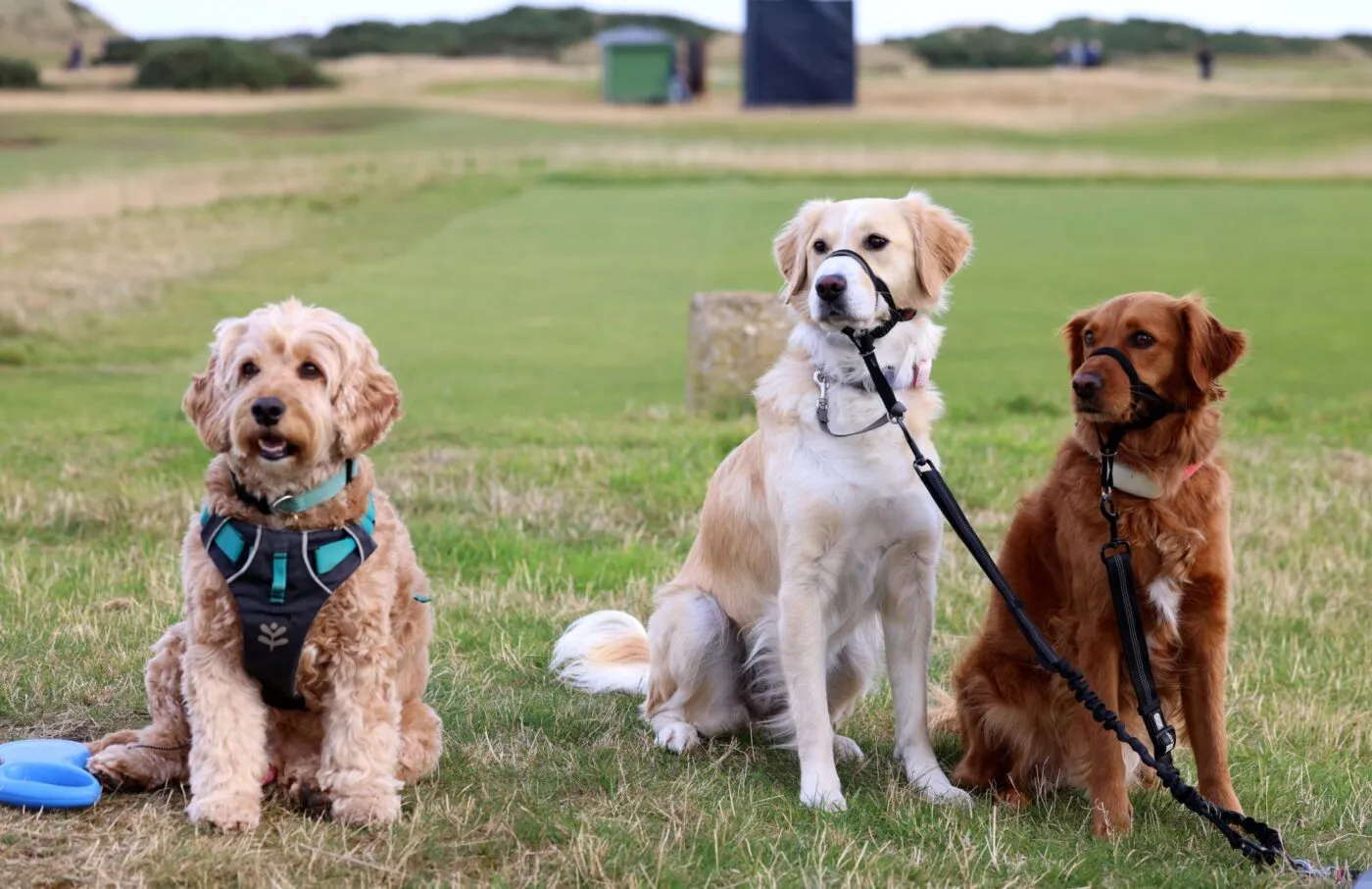 L’OL invite les chiens en tribune