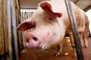 En Norvège, l’homme du match repart avec un cochon mort de 23 kilos