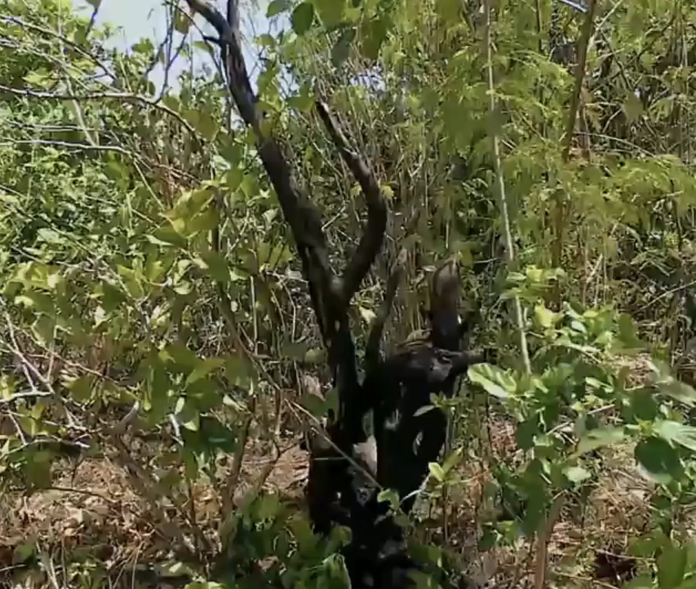 Capture-de%CC%81cran-2025-06-17-a%CC%80-10