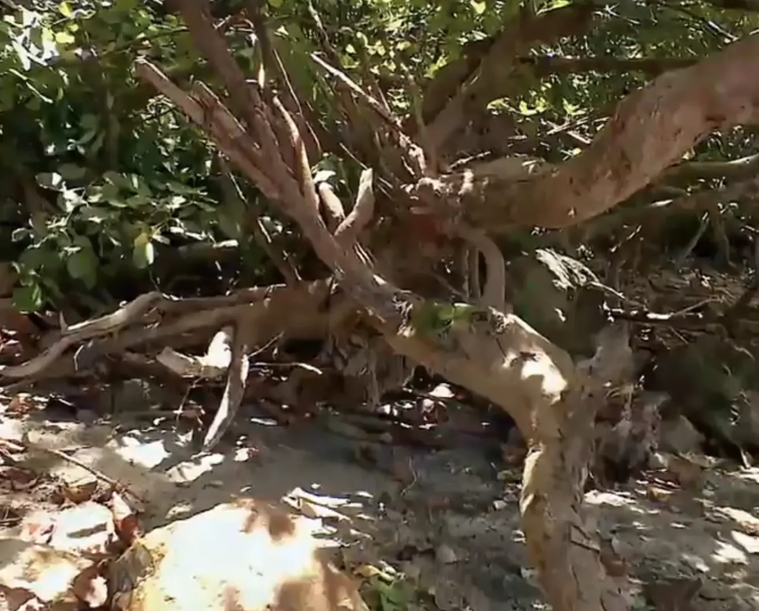 Capture-de%CC%81cran-2025-06-17-a%CC%80-10