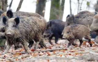 Des sangliers détruisent un terrain en Allemagne