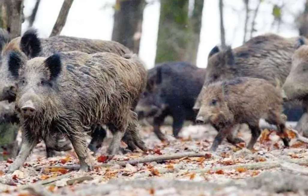 Des sangliers détruisent un terrain en Allemagne