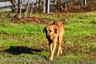 Derrière la « CAN du siècle », l'extermination des chiens errants