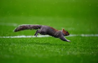 Quand un animal stoppe un match de Championship pendant 10 minutes