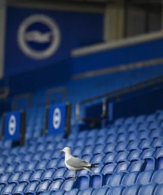 Un supporter de Brighton déguisé en mouette fait le buzz sur les réseaux