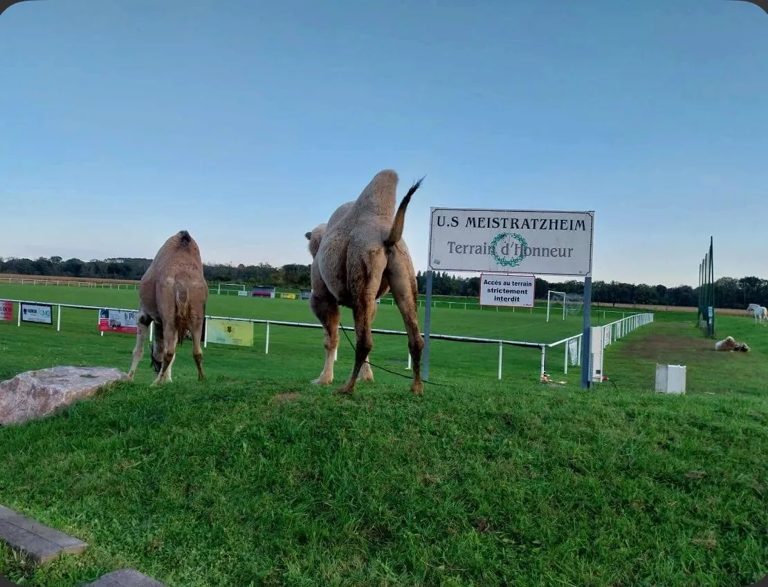 On a rencontré le club le plus poissard de France