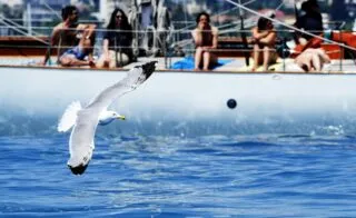 Des mouettes se mêlent à la course aux play-off en Australie