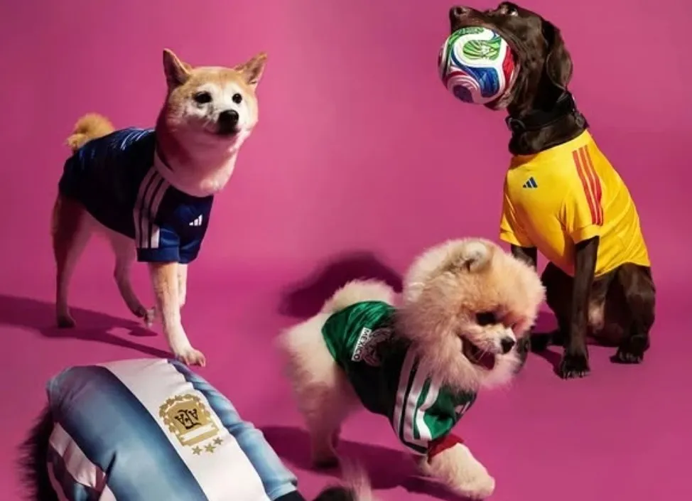 Des maillots officiels de la Coupe du Monde adaptés… aux chiens et chats