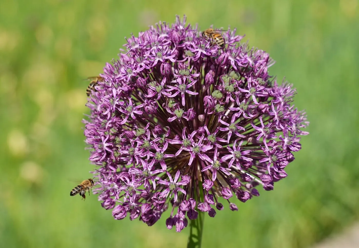 Au Brésil, un match interrompu par une invasion d’abeilles