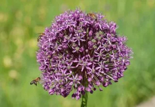 Au Brésil, un match interrompu par une invasion d'abeilles