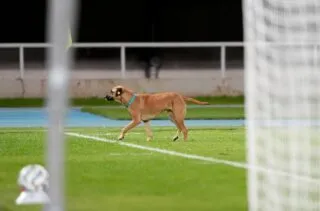 Cet animal entre sur une pelouse en plein match