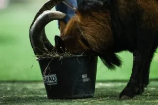 Le raté de l'année vient de D2 croate