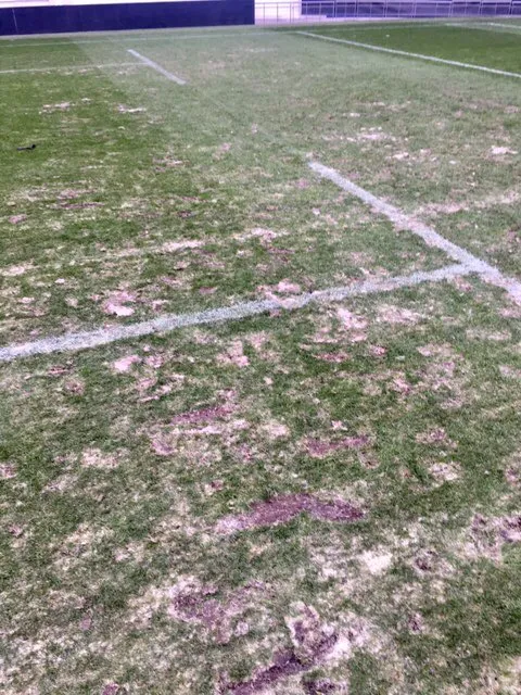 Le Téfécé et sa pelouse de district