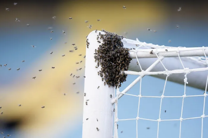 Des chercheurs anglais apprennent aux abeilles à jouer au foot