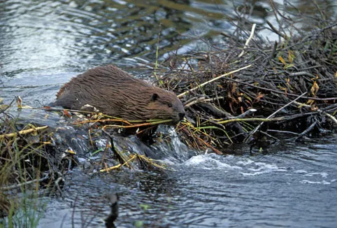 Comment faire un bon barrage ?