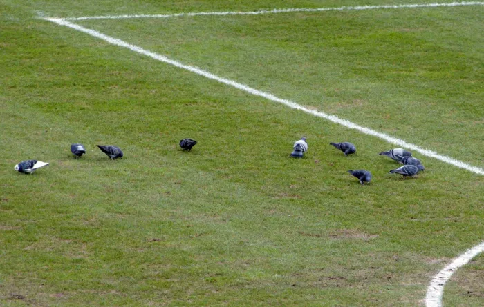 Villareal s’attaque aux pigeons