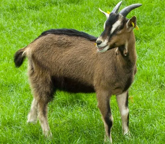 Une chèvre s&rsquo;invite sur un terrain de foot en Grèce