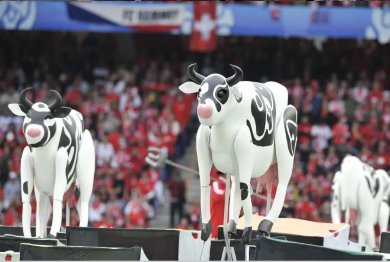 Des vaches aux noms des joueurs de l&rsquo;OM