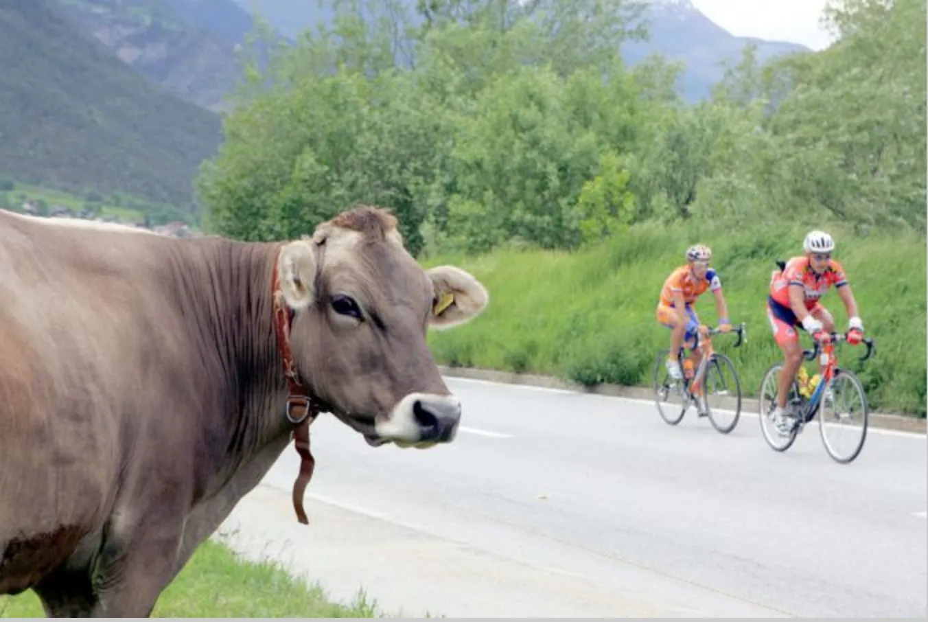 Un gardien écossais blessé par une vache