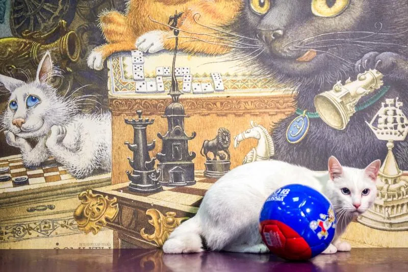 Achille le chat, pronostiqueur officiel de la Coupe du monde 2018