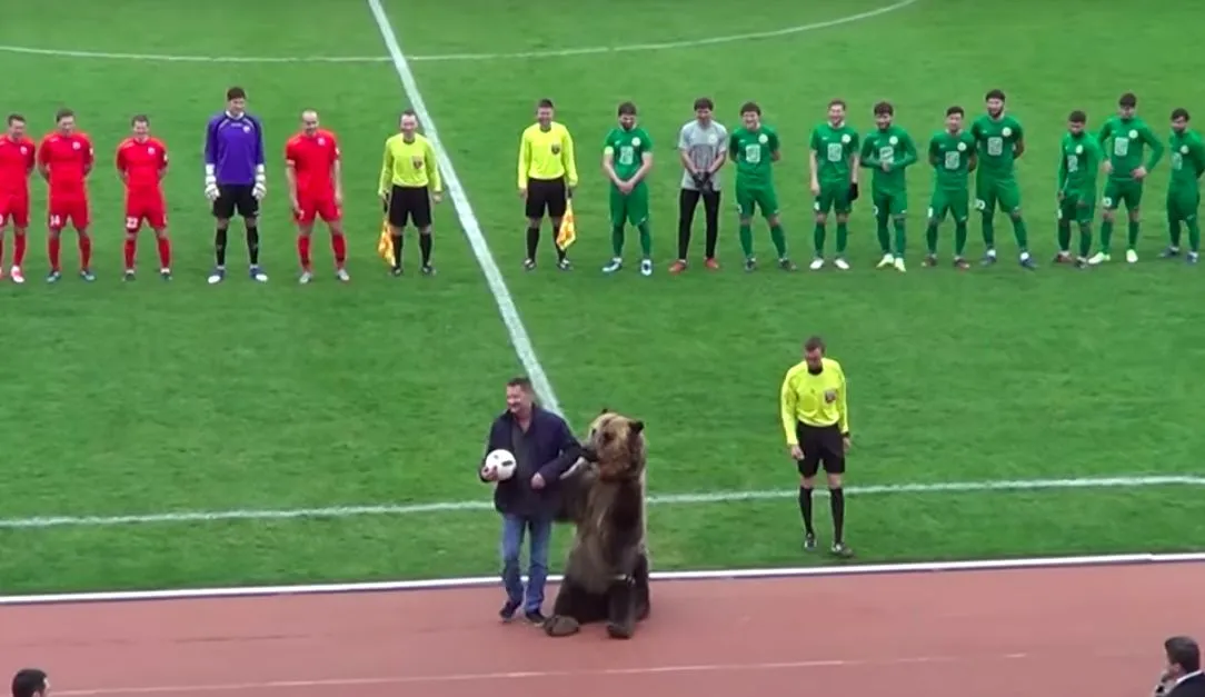 Ce que cet ours brun fait avec le ballon avant ce match de D3 russe va vous émouvoir