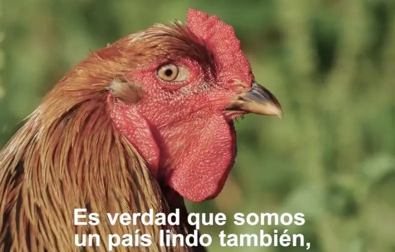 Vidéo : La France répond à la vidéo du Pérou (via Facebook SO FOOT)