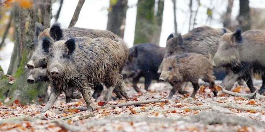 Des sangliers sèment la terreur dans le district Drôme-Ardèche