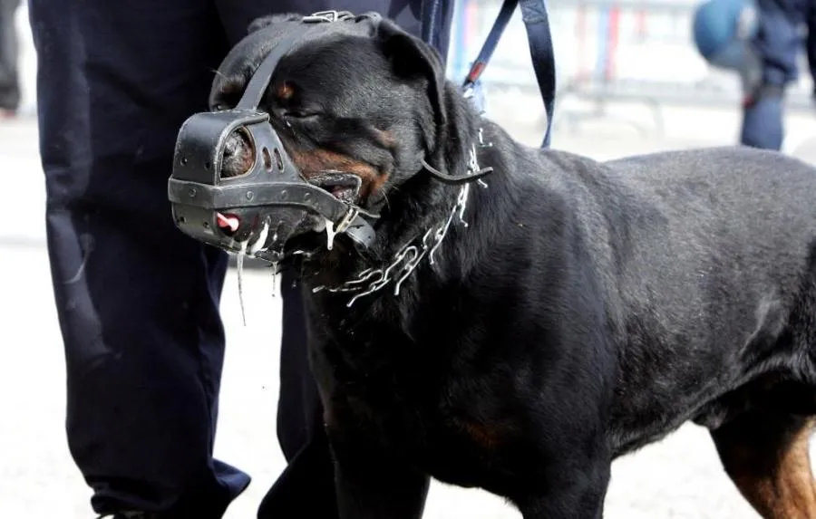 On a retrouvé le chien-streaker du FK Kolubara