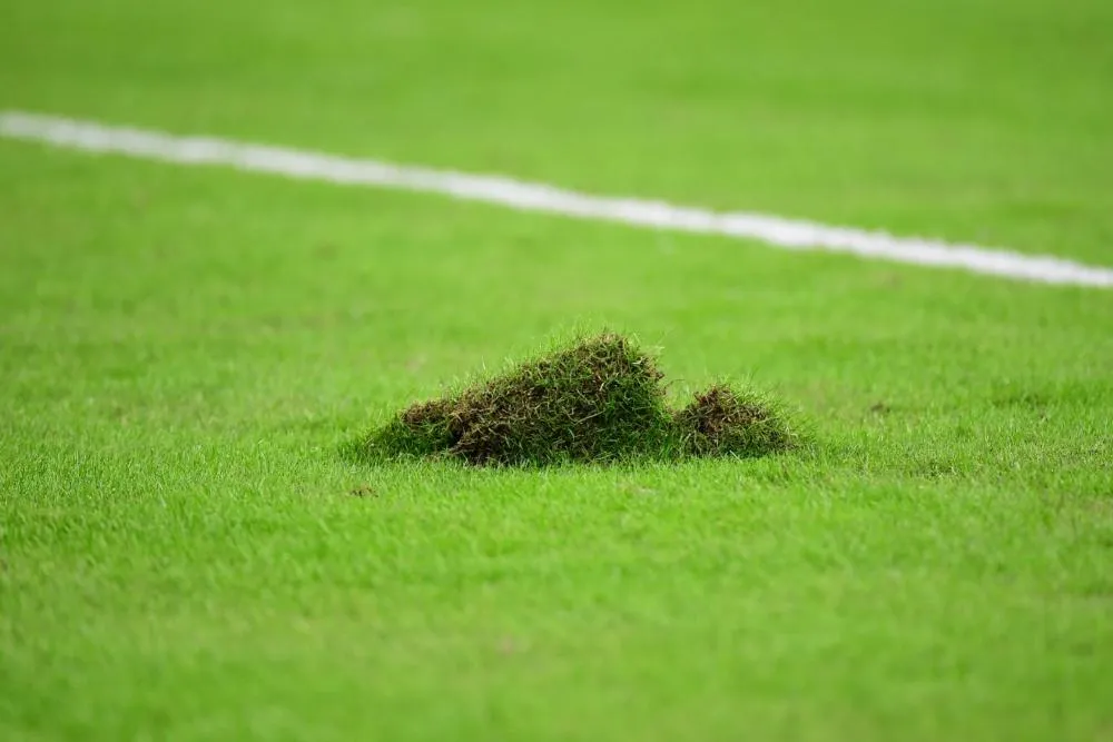 Un fournisseur de gazon refuse d’équiper la Coupe du monde au Qatar