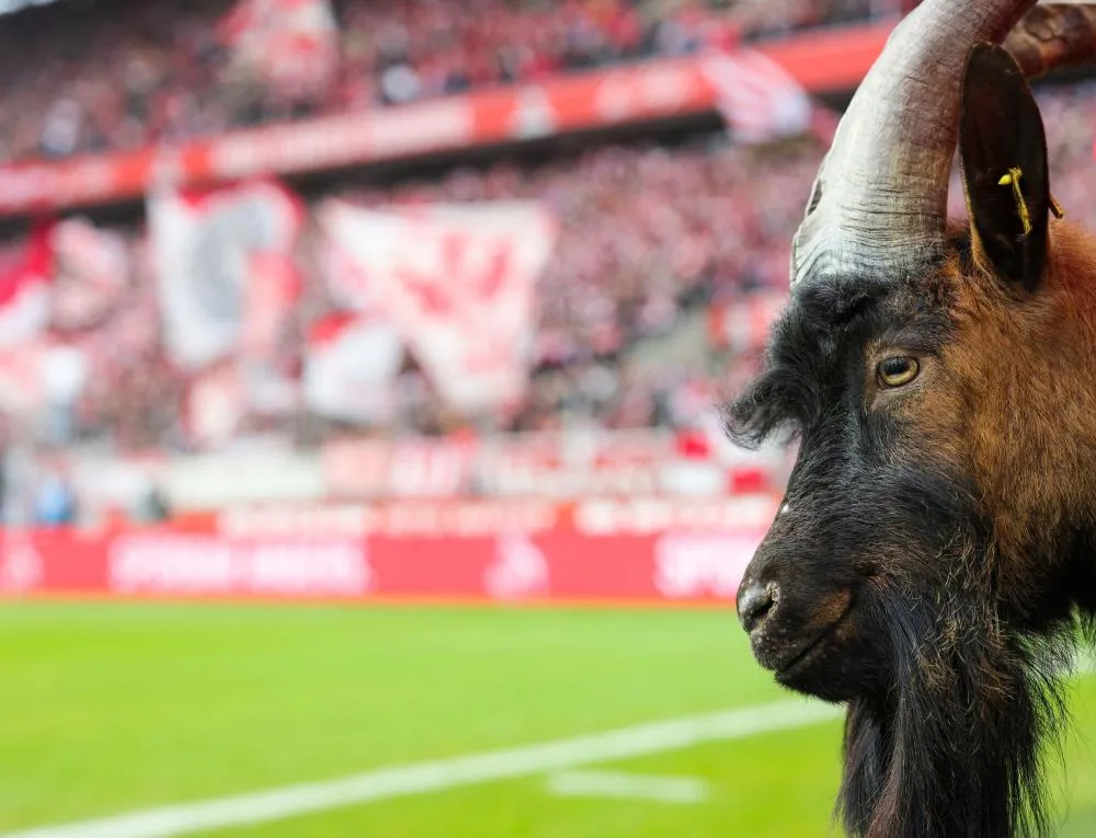 Le bouc-mascotte du FC Cologne est mort