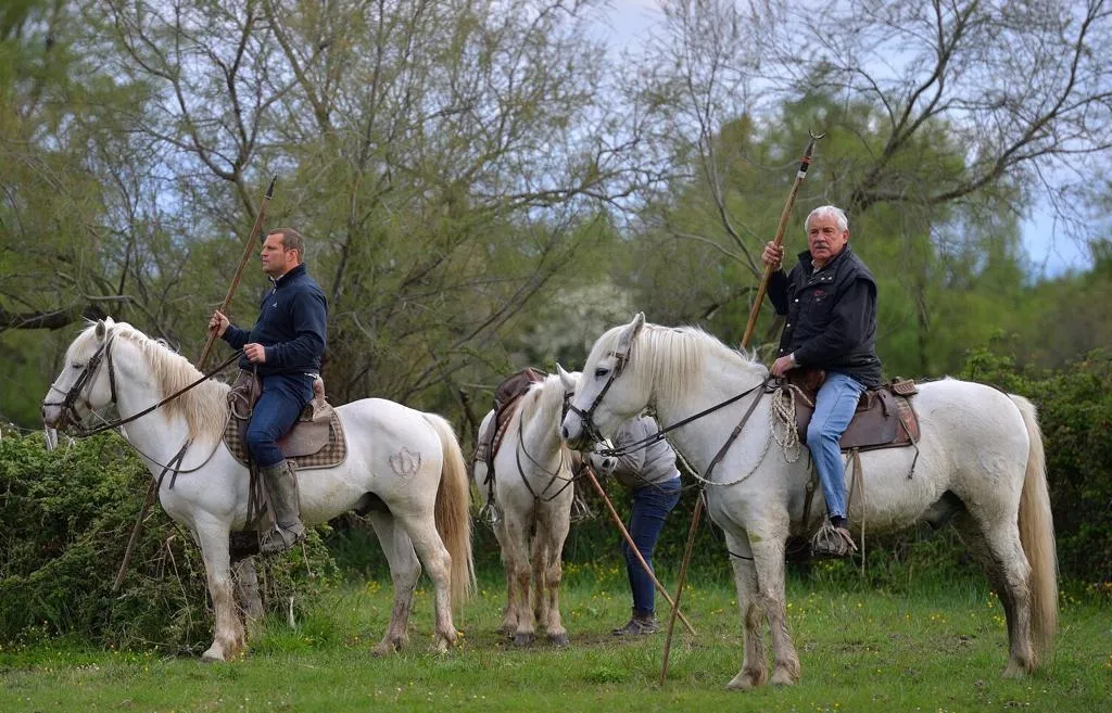 «<span style="font-size:50%">&nbsp;</span>Si Álvaro veut un taureau à son nom, il est le bienvenu<span style="font-size:50%">&nbsp;</span>»