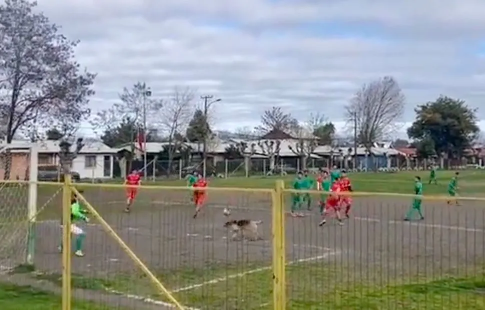 Donnez le Prix Puskás à Firulais, le chien errant chilien  !