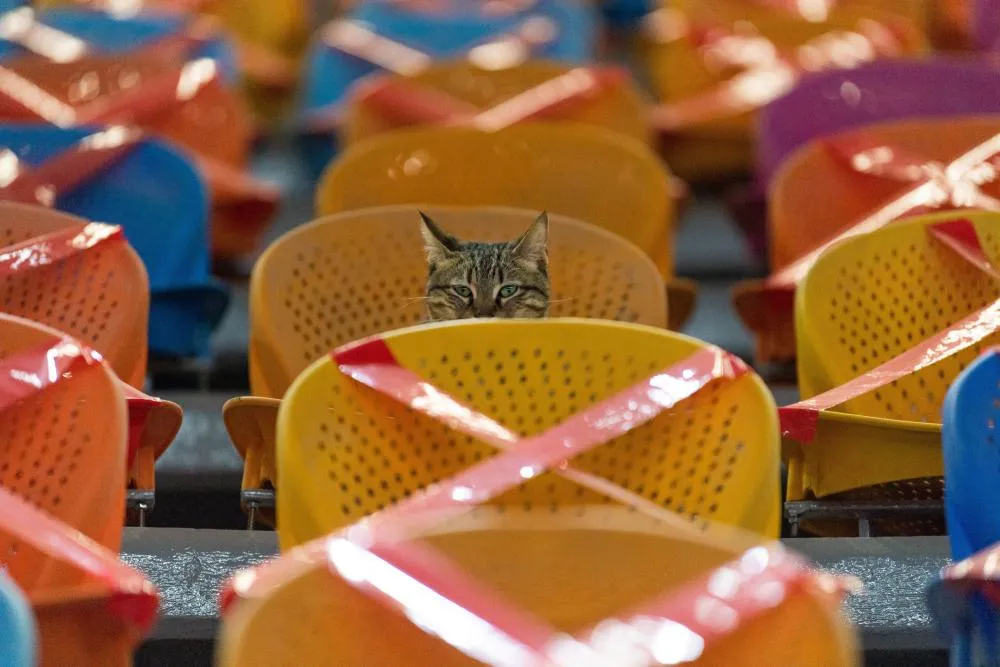 Coupe du monde Qatar 2022 : Quand un chat perturbe la conférence de presse de Vinícius Júnior (Brésil)