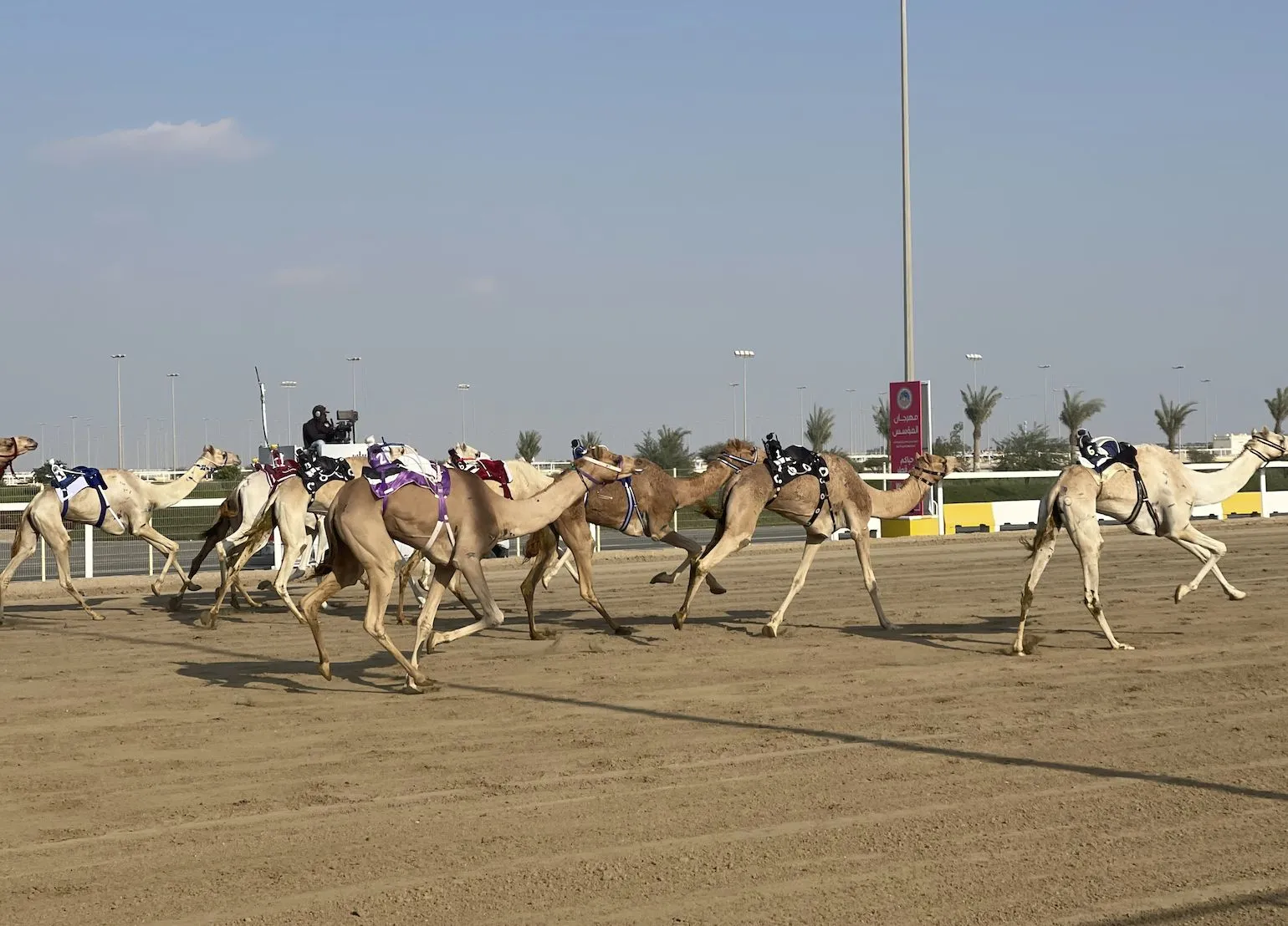 On était à la course de dromadaires, sport roi du Qatar