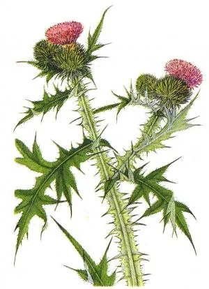 Flowers of Scotland : l’épilogue ?