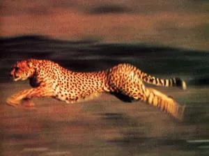 Le Guépard