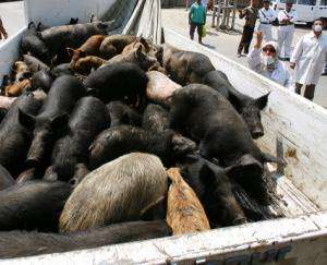La grippe porcine angoisse le Barça