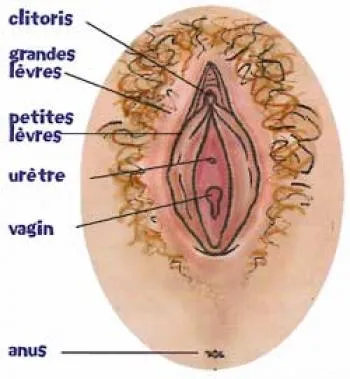 Les monologues du vagin