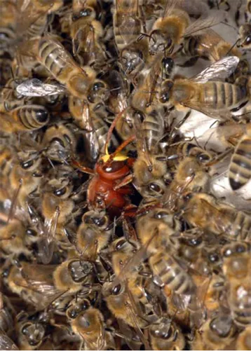 Vidéo : attaques d&rsquo;abeilles en plein match