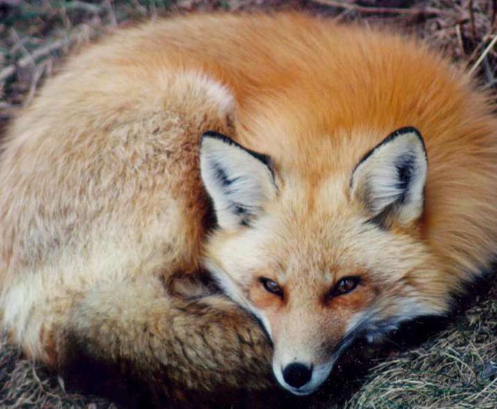 Renard quitte le poulailler