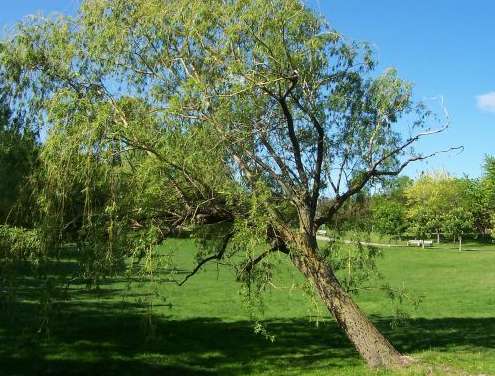 Le geste écolo de Corinthians