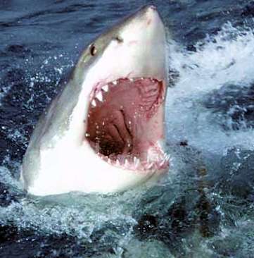 Ireland veut un requin chez lui